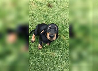 Black and Tan Coonhound Welpen