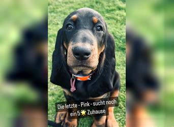 Black and Tan Coonhound Welpen