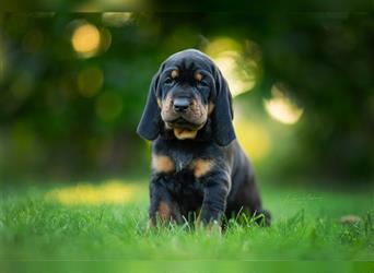 Black and Tan Coonhound Welpen