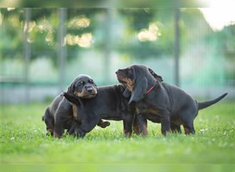 Black and Tan Coonhound Welpen