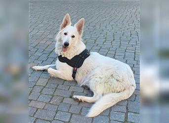 Weiße Schweizer Schäferhund Welpen (reinrassig) Langstockhaar