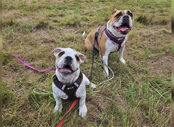 Old English Bulldog Hündin Merci