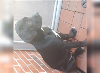 Cane Corso-American Bulldog Welpen. Nur noch ein Weibchen