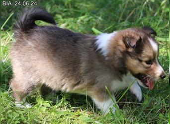 Wunderschöner Sheltie Wurf in Sable Merle