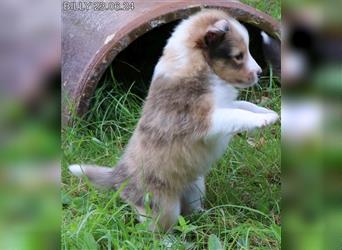 Wunderschöner Sheltie Wurf in Sable Merle