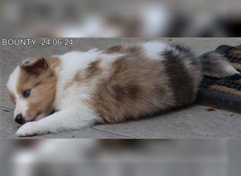 Wunderschöner Sheltie Wurf in Sable Merle