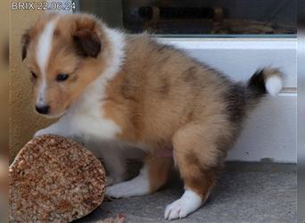 Wunderschöner Sheltie Wurf in Sable Merle