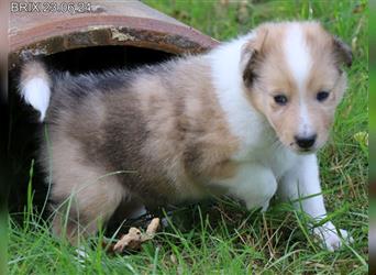 Wunderschöner Sheltie Wurf in Sable Merle