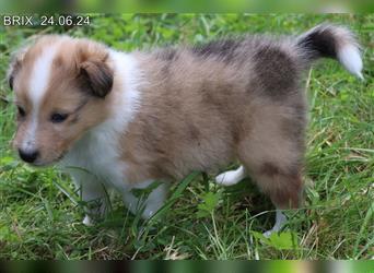 Wunderschöner Sheltie Wurf in Sable Merle