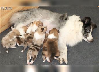 Wunderschöner Sheltie Wurf in Sable Merle