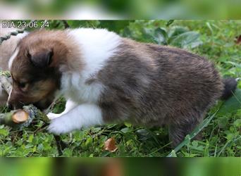 Wunderschöner Sheltie Wurf in Sable Merle