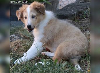 BRIX in  Sable Merle mit zwei blauen Augen