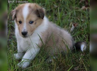 BRIX in  Sable Merle mit zwei blauen Augen