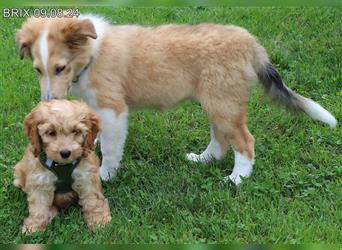 BRIX in  Sable Merle mit zwei blauen Augen