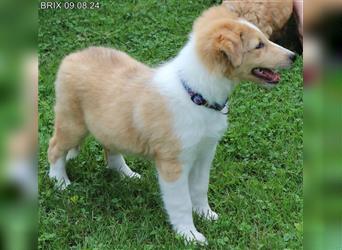 BRIX in  Sable Merle mit zwei blauen Augen