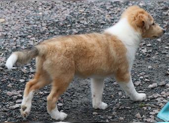 BRIX in  Sable Merle mit zwei blauen Augen