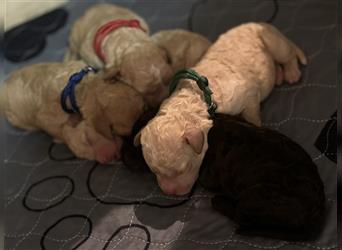 Lagotto Welpe reinrassig