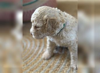 Lagotto Welpe reinrassig