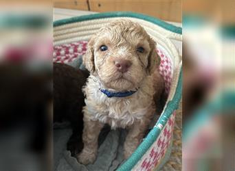 Lagotto Welpe reinrassig