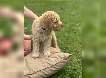 Lagotto Welpe reinrassig