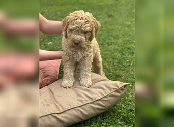 Lagotto Welpe reinrassig