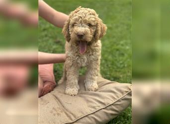 Lagotto Welpe reinrassig