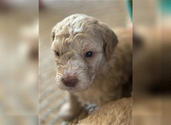 Lagotto Welpe reinrassig