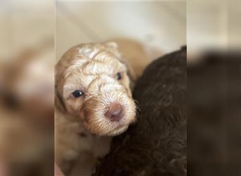 Lagotto Welpe reinrassig