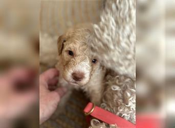 Lagotto Welpe reinrassig