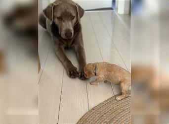 Lagotto Welpe reinrassig