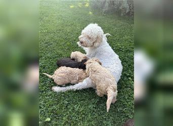 Lagotto Welpe reinrassig