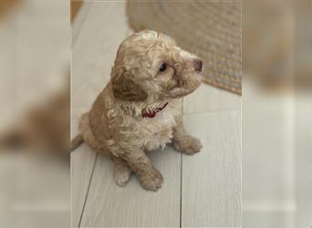 Lagotto Welpe reinrassig