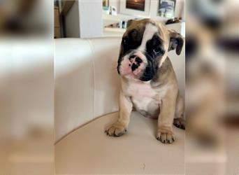 Englische Bulldogge Welpen