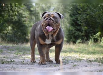 Englische Bulldogge Welpen