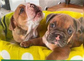 Englische Bulldogge Welpen