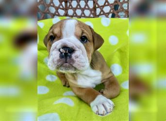 Englische Bulldogge Welpen