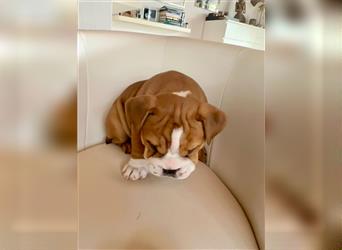 Englische Bulldogge Welpen