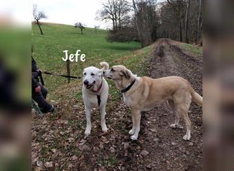 Jefe 12/2019 (in Deutschland) - liebenswerter und freundlicher Riese!