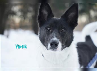 Vintik 08/2021 (RUS) - sehr intelligenter und sportlicher Laika-ähnlicher Rüde!