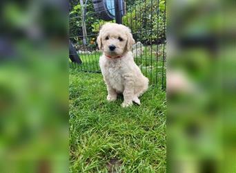 Perfect Match!! Süße Goldendoodle-Welpen besuchsbereit!