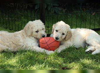 Perfect Match!! Süße Goldendoodle-Welpen besuchsbereit!