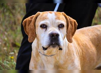 Mutti, Portugiesischer Pointer / Perdigueiro Portugues, lieb und verträglich