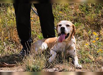 Mutti, Portugiesischer Pointer / Perdigueiro Portugues, lieb und verträglich