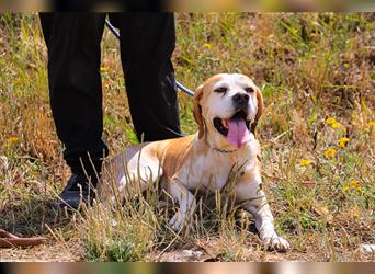 Mutti, Portugiesischer Pointer / Perdigueiro Portugues, lieb und verträglich