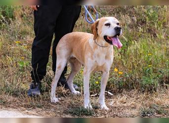 Mutti, Portugiesischer Pointer / Perdigueiro Portugues, lieb und verträglich