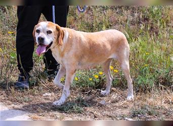 Mutti, Portugiesischer Pointer / Perdigueiro Portugues, lieb und verträglich