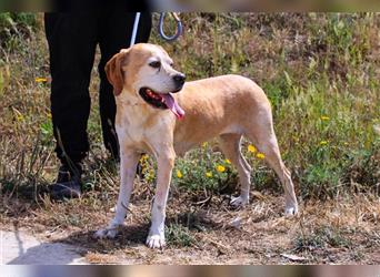 Mutti, Portugiesischer Pointer / Perdigueiro Portugues, lieb und verträglich