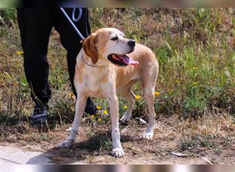 Mutti, Portugiesischer Pointer / Perdigueiro Portugues, lieb und verträglich