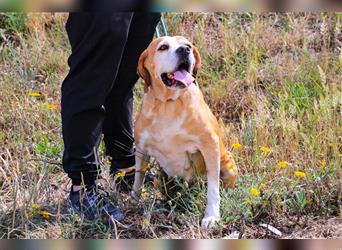 Mocca, Portugiesischer Pointer / Perdigueiro Portugues, lieb und verträglich