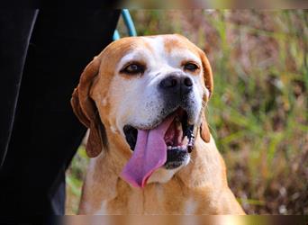 Mocca, Portugiesischer Pointer / Perdigueiro Portugues, lieb und verträglich